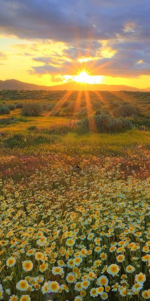 Солнечное лето