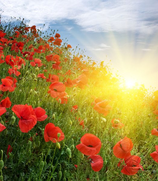 Цветущий луг