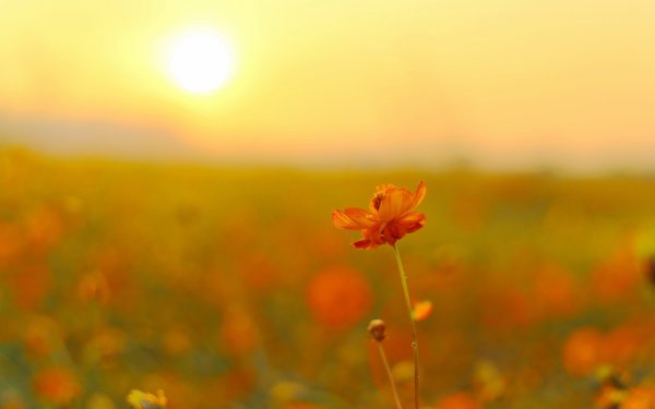 Красивое поле подсолнухов