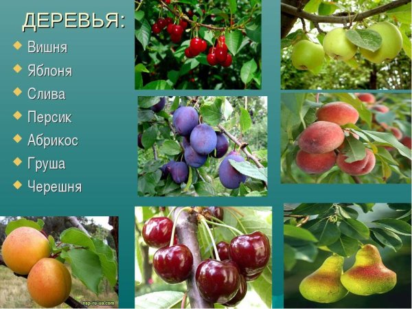 Саженцы яблони груши вишни