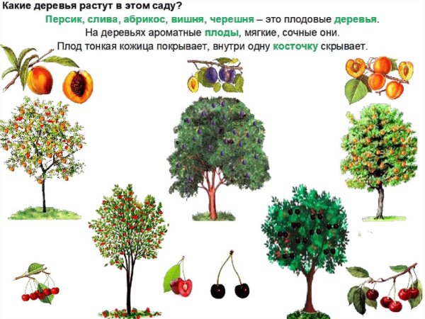 Фруктовые деревья для дошкольников