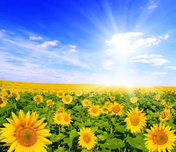 Маковое поле на закате