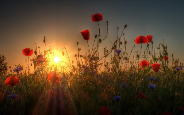 Летнее поле цветов