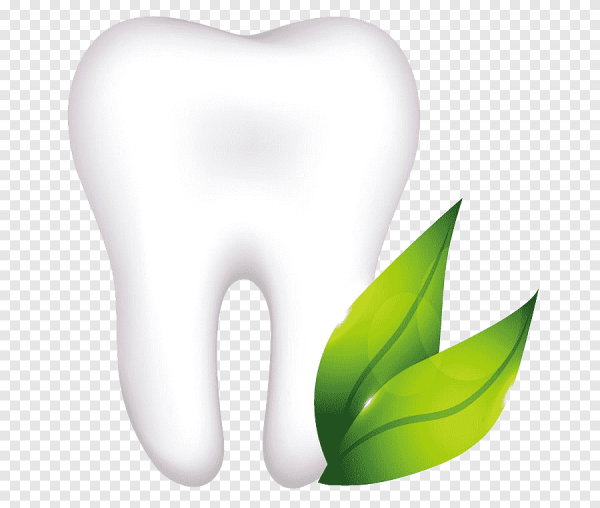 Зуб с цветами вектор