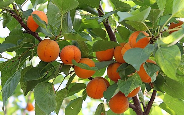 Плодовые растения