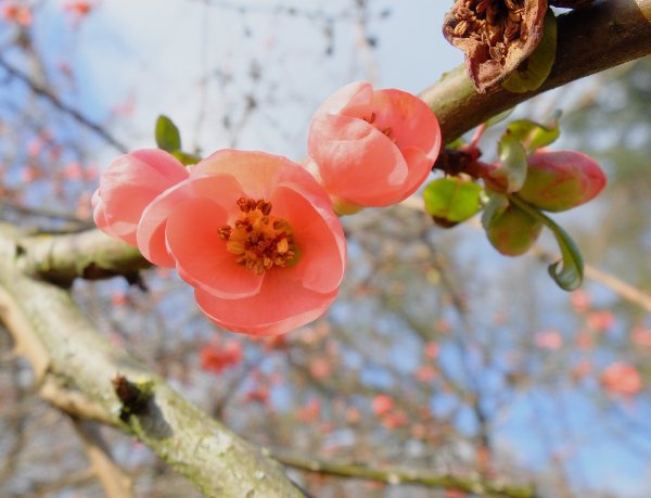 Цветение плодовых