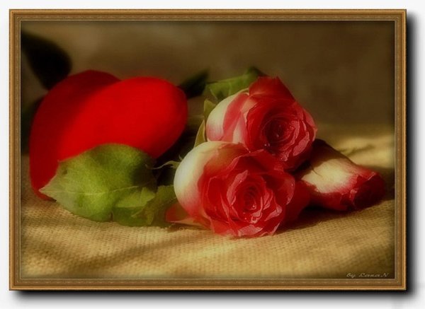 Поцелуй розы