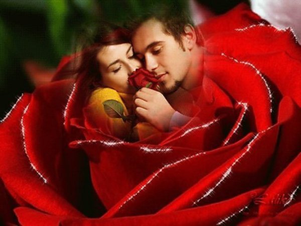 Поцелуй розы