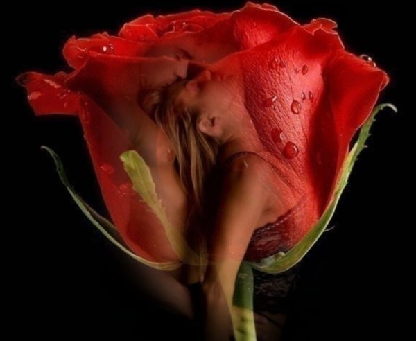 Страстная роза