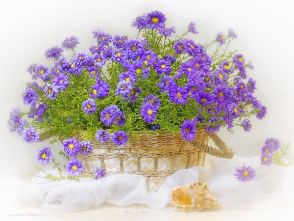 Цветы для Светланы