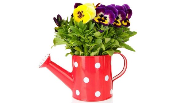 Композиция цветы в лейке