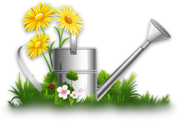 Цветы в лейке