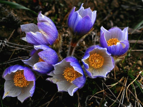 Прострел весенний сон-трава