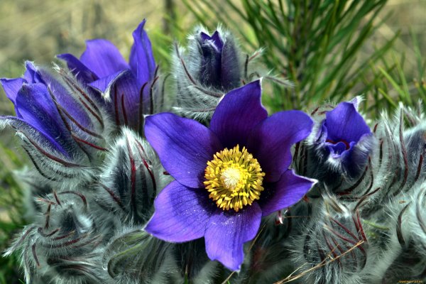 Морозники сон-трава