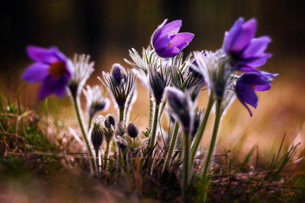 Прострел Костычева