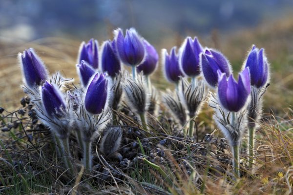 Прострел весенний сон-трава