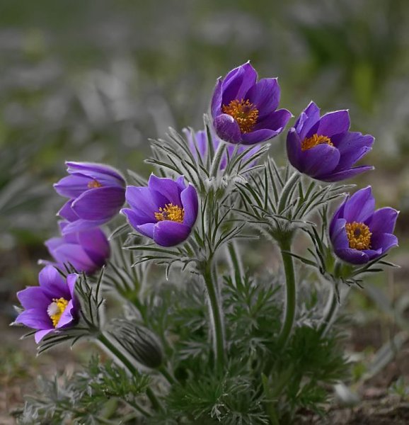 Прострел-сон трава. Цветок.