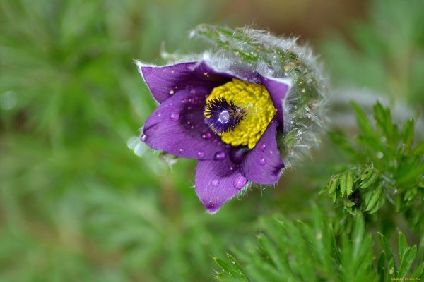 Прострел обыкновенный Прима