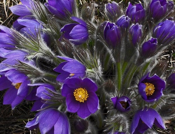 Прострел - сон трава