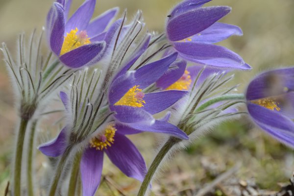 Viscaria vulgaris сон трава