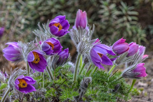 Подснежник сон трава прострел