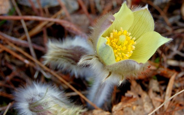 Прострел (Подснежник, сон-трава, Pulsatilla)