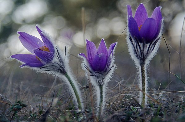 Прострел Крымский (сон-трава Крымская, Подснежный тюльпан)