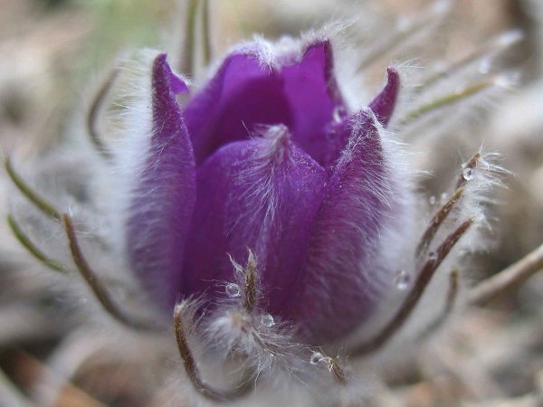 Прострел сон трава пушистый