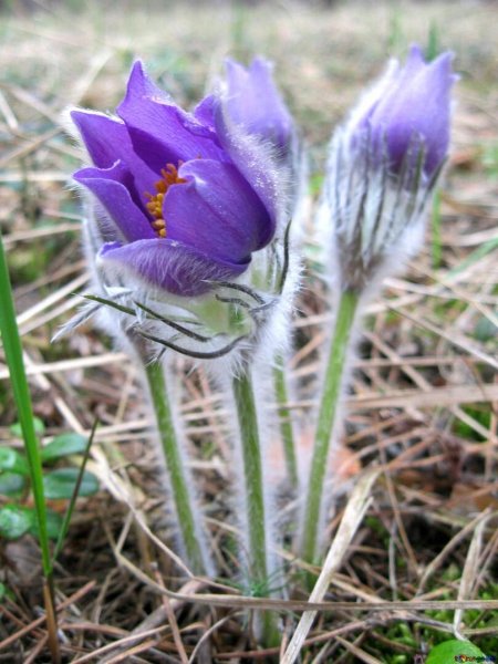 Подснежник Сибирский прострел