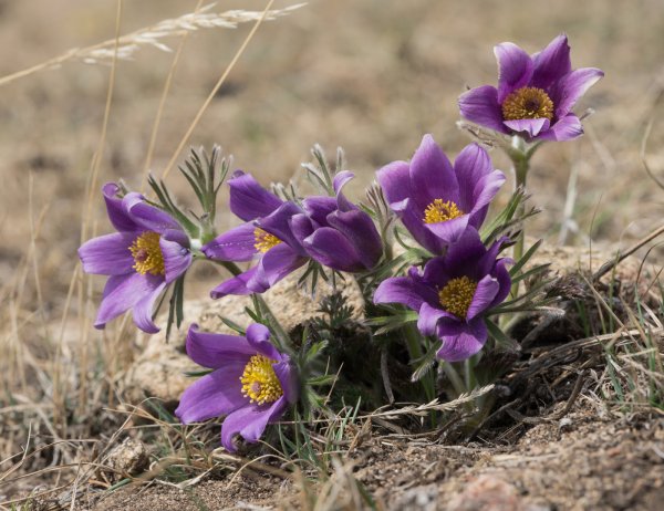 Прострел Луговой