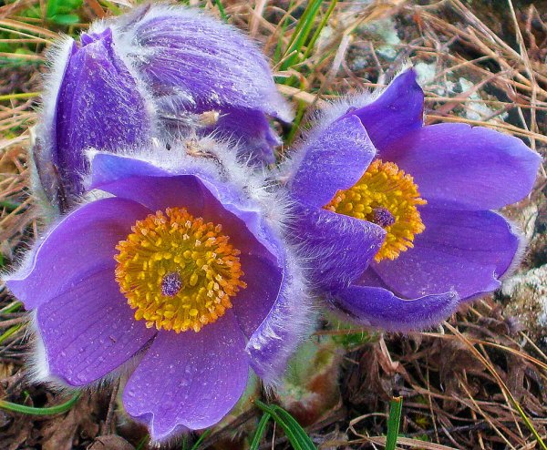 Прострел - сон трава