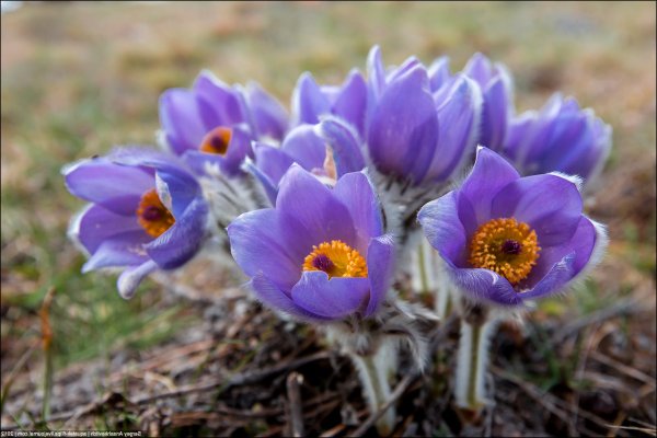 Прострел Крымский сон-трава