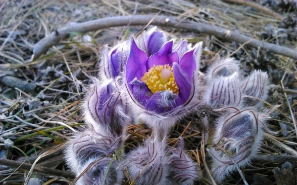 Прострел - сон трава