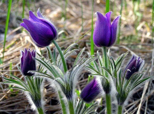 Прострел обыкновенный Прима