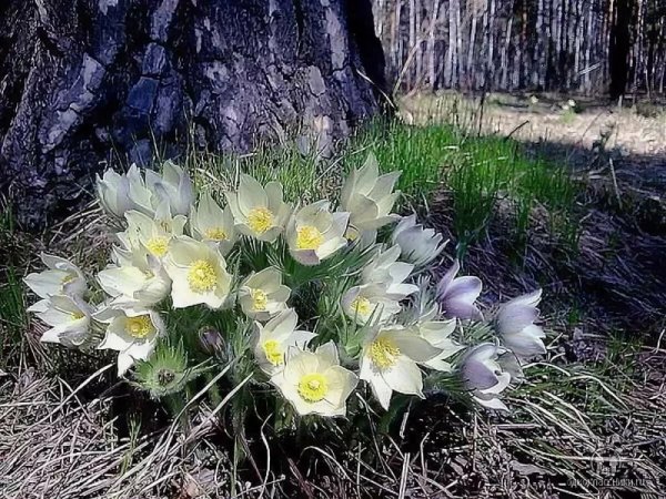 Подснежник Сибирский прострел