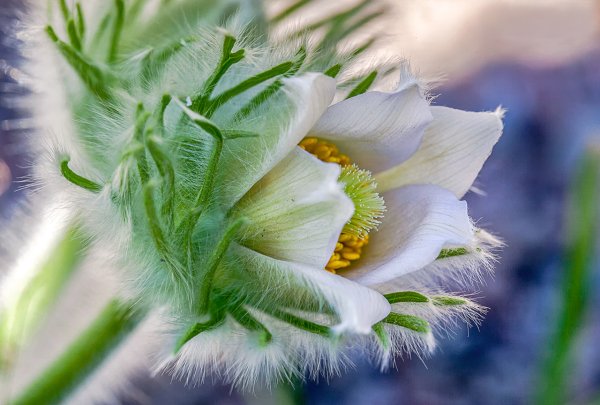Сон трава в снегу