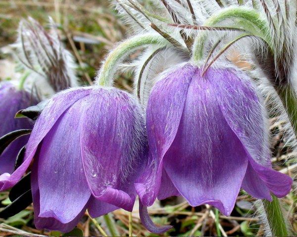 Сон трава Подснежник
