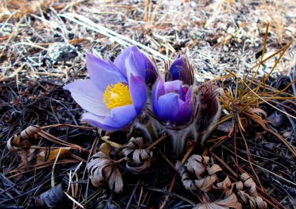 Подснежник сон трава прострел