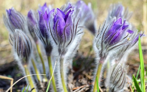 Прострел - сон трава