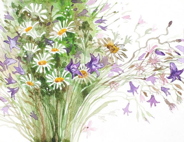 Полевые цветы цветными карандашами