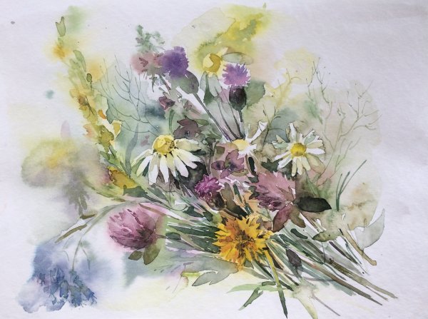 Полевые цветы в акварели Елена Сухотина