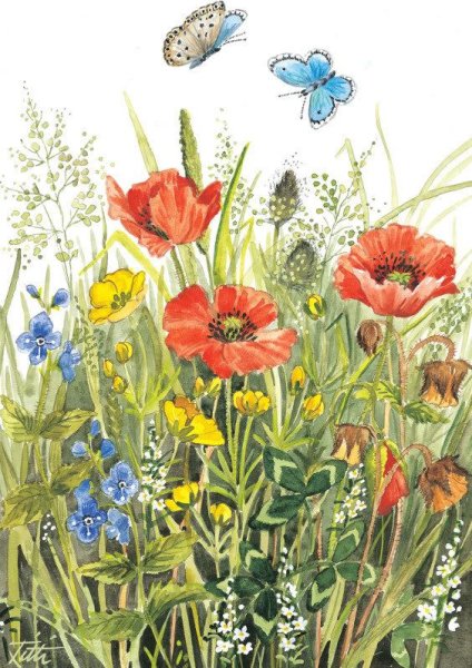 Луговые цветы акварель