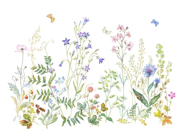 Акварельные полевые цветы