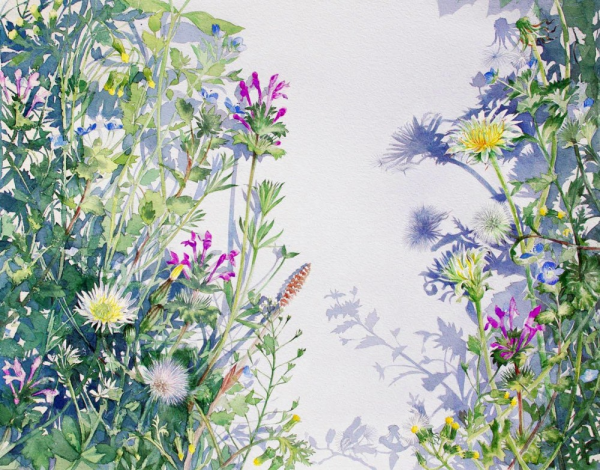 Полевые цветы акварелью