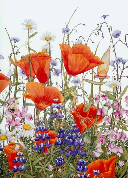 Полевые цветы акварелью
