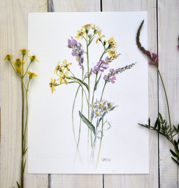 Акварель Ботаническая Полев цветы