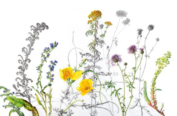 Малгожата Шчечинска цветы акварель