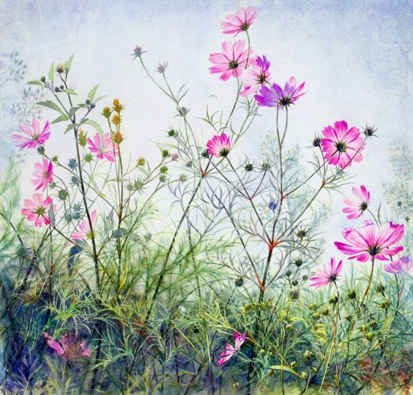 Полевые цветы акварелью