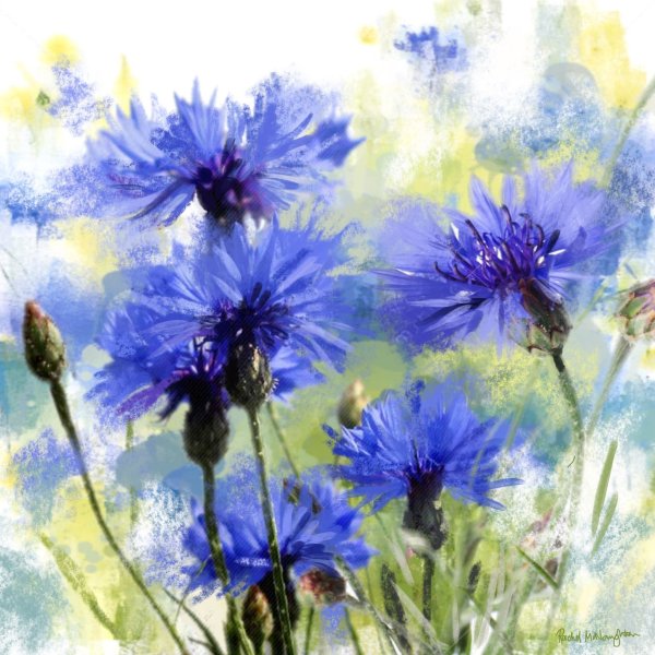 Вереск Ботаническая иллюстрация