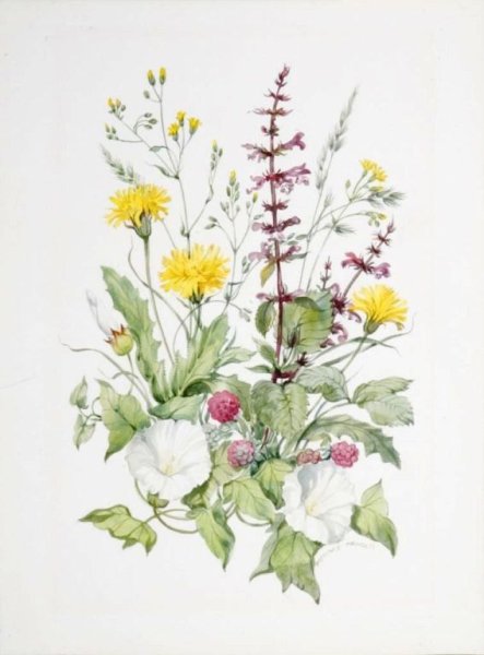 Акварель лето цветы